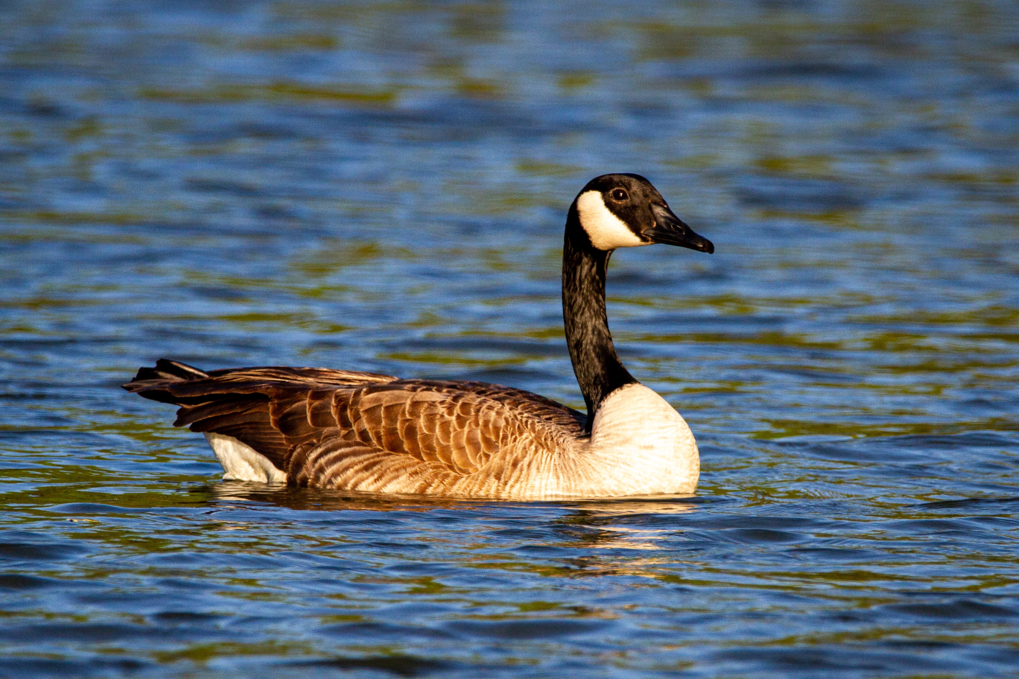 canadian goose on the water