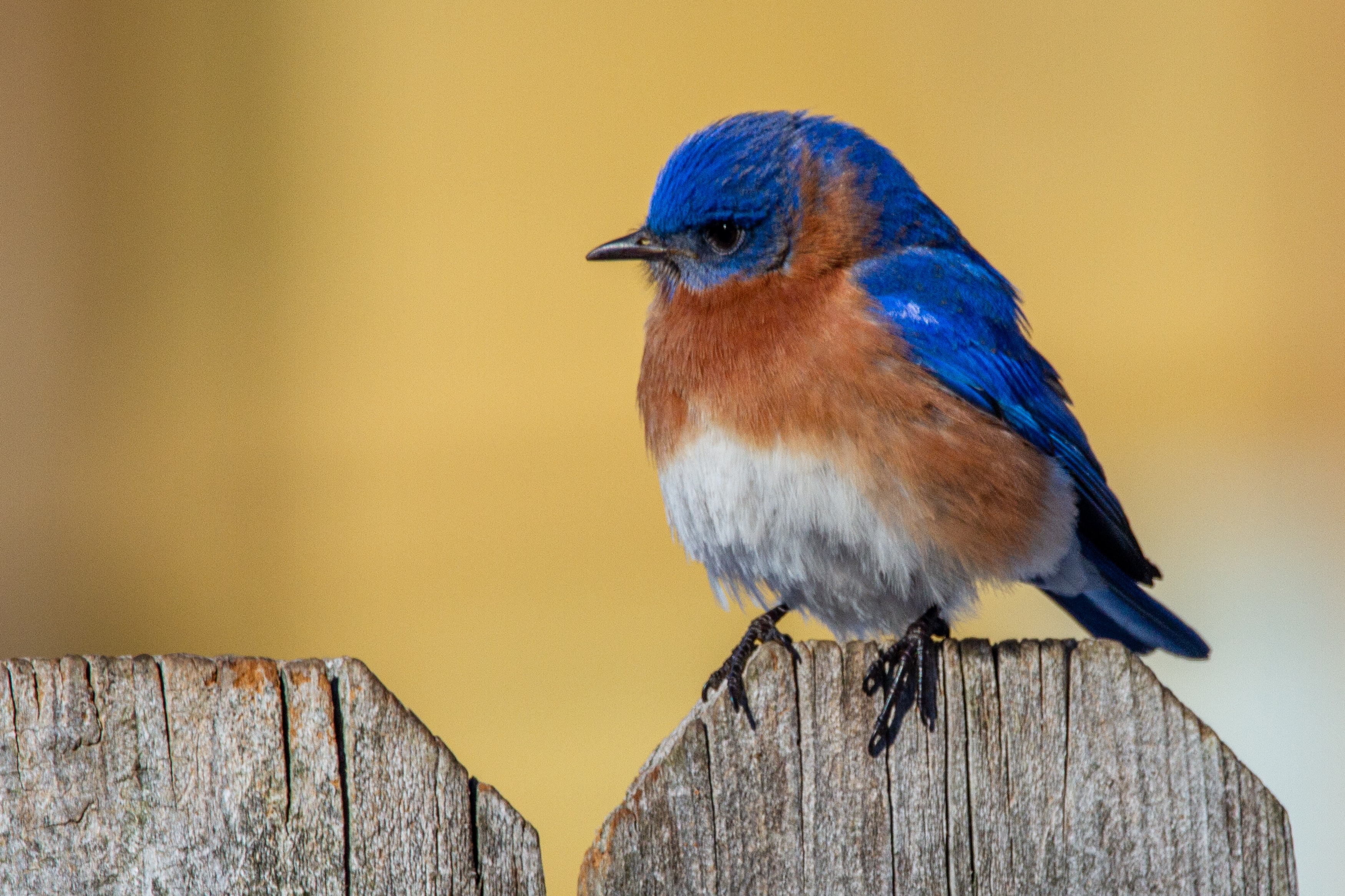 bird with bright blue head and wings